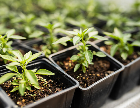 сад на подоконнике